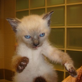 Arriva il gattino! - Amb. Vet. Dr. A. Domenicali