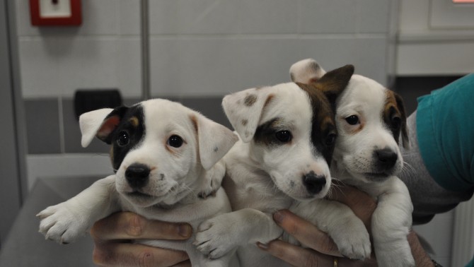Arriva il cane in famiglia! - Amb. Vet. Dr. A. Domenicali